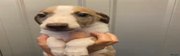 Whippet dogs for sale: KC reg whippets  - Advert 25