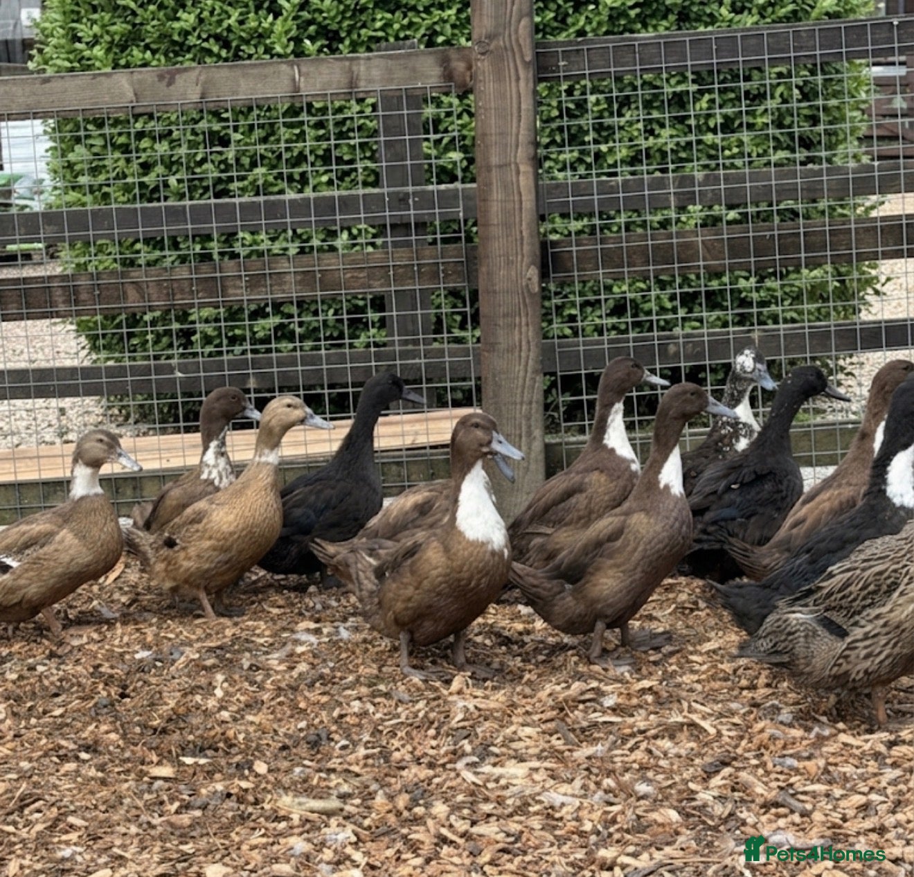 Ducks poultry Female Ducks ready to lay  - Advert 5