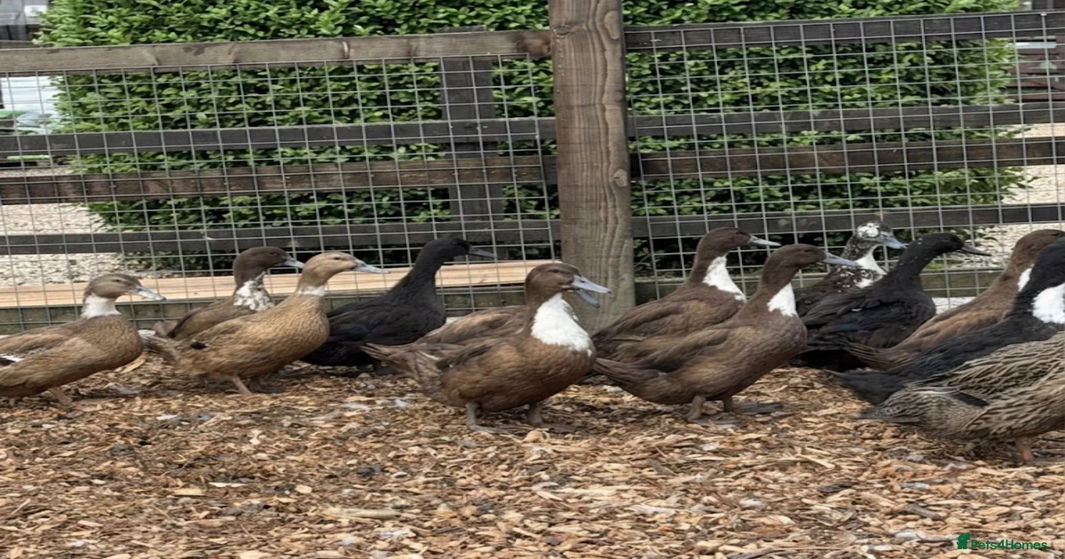Indian runner ducklings Pets & Animals for sale | Pets4Homes