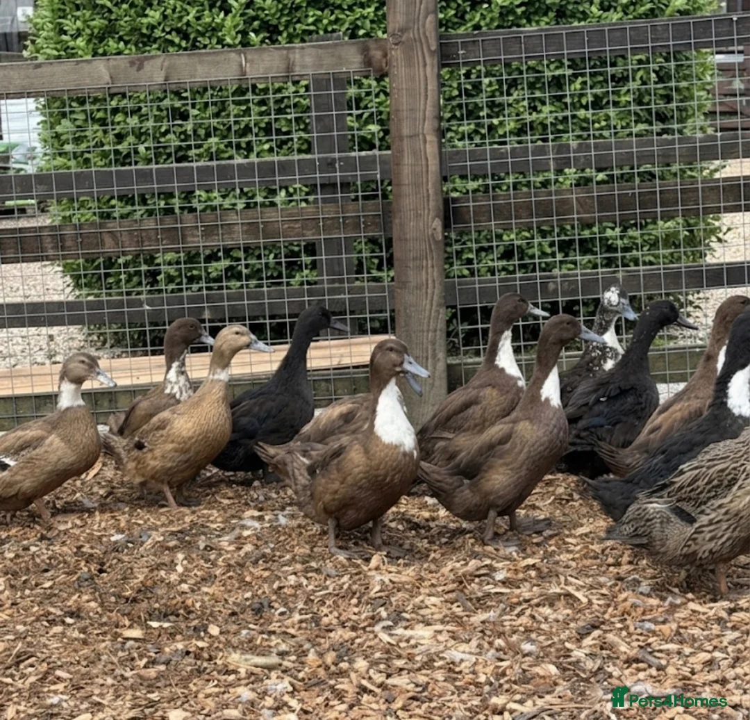 Ducks poultry for sale: Female Ducks ready to lay  - Advert 1