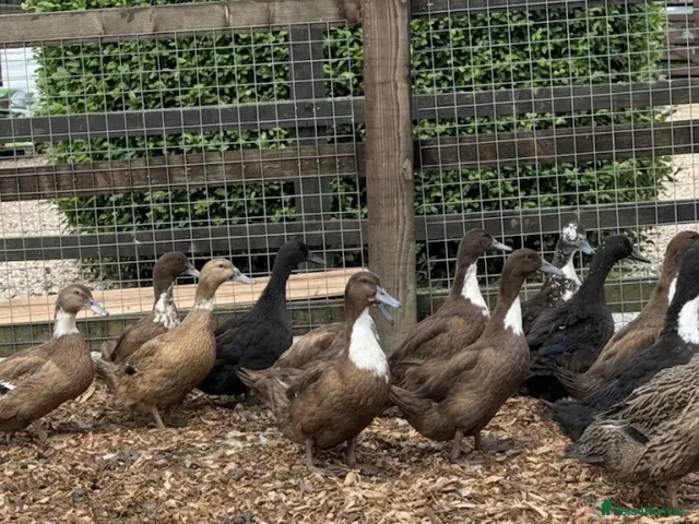 Ducks poultry Female Ducks ready to lay - Advert 6