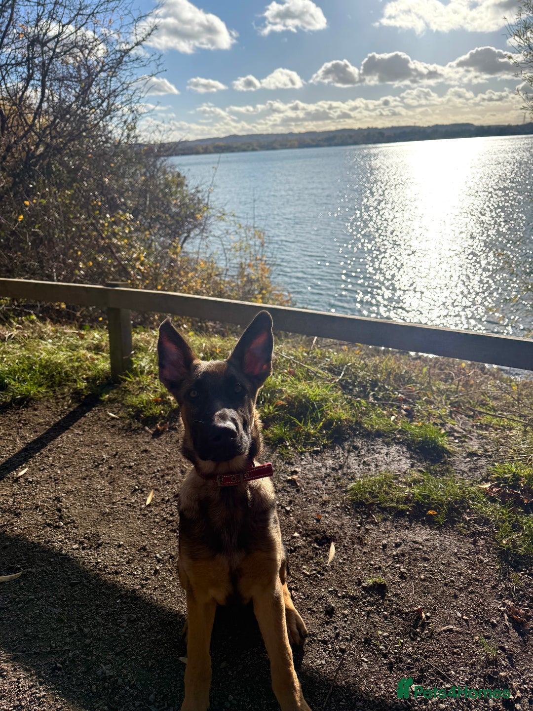 German Shepherd dogs for sale: Special home needed for Mando - Advert 6