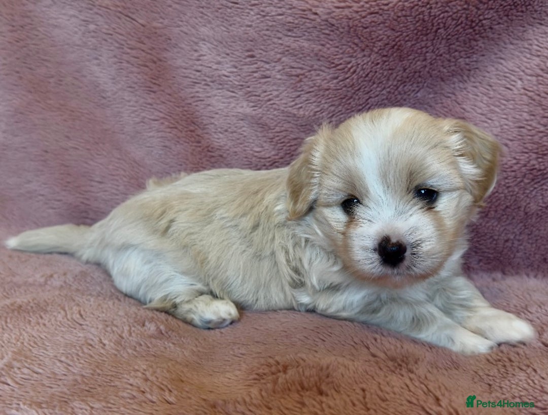 Cavapoo dogs for sale: F1b cavapoo puppies  - Advert 2