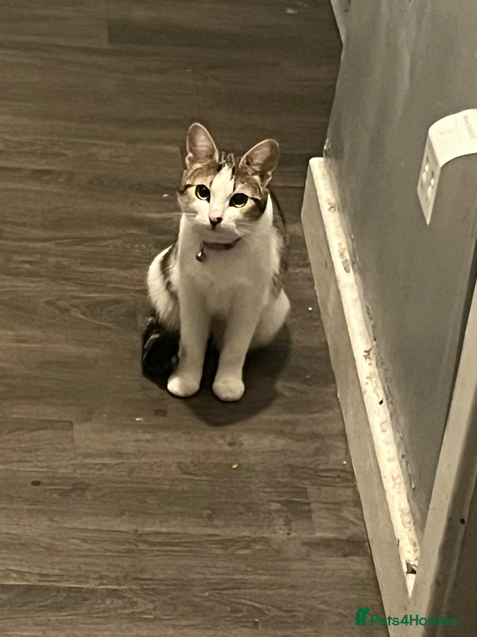 Mixed Breed cats 🐾 Gorgeous Mix Tabby & white Female 🐾 - Advert 1