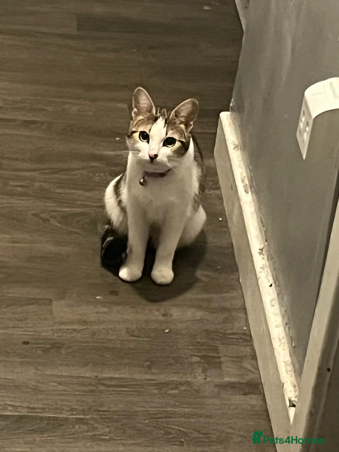 Mixed Breed cats for sale: 🐾 Gorgeous Mix Tabby & white Female 🐾 - Advert 1