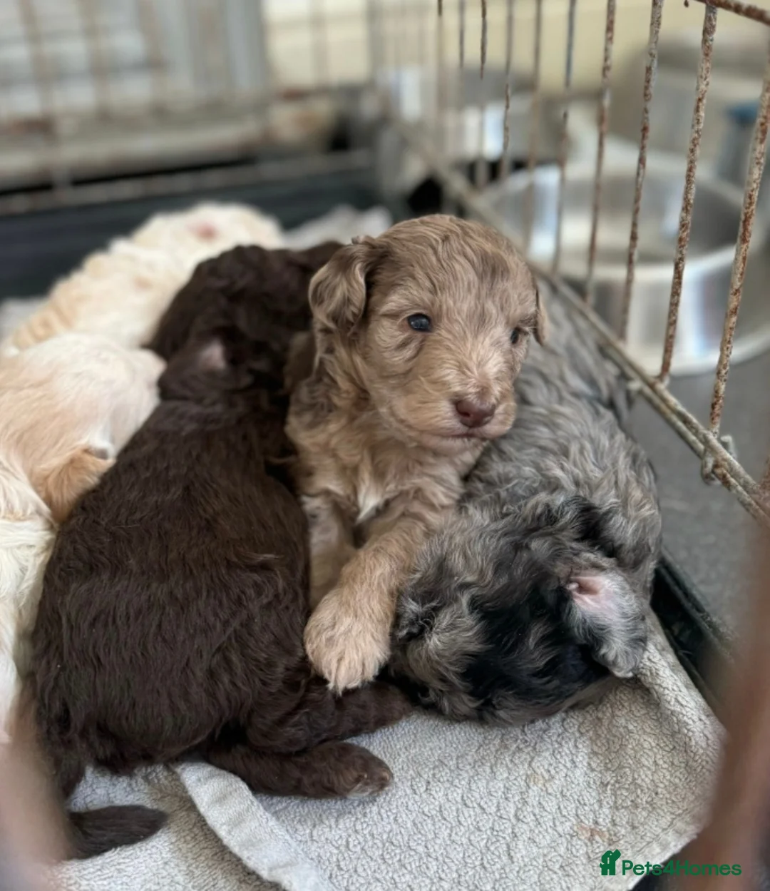 Poodle dogs for stud: HEALTH TESTED CHOCOLATE PHANTOM POODLE STUD in Todmorden - Advert 6