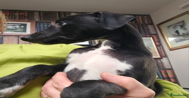 Whippet dogs - Advert 3