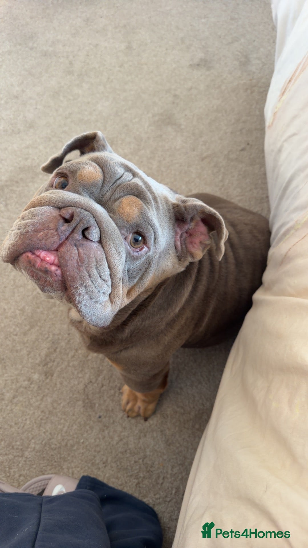 English Bulldog dogs English Bulldog  - Advert 9