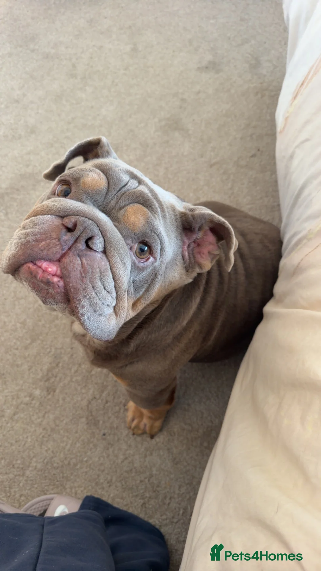 English Bulldog dogs for sale: English Bulldog  in Bristol - Advert 1