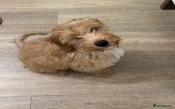 Irish Doodle dogs for sale: 4 Month Irish Doodle - Perfect Puppy - Image 4