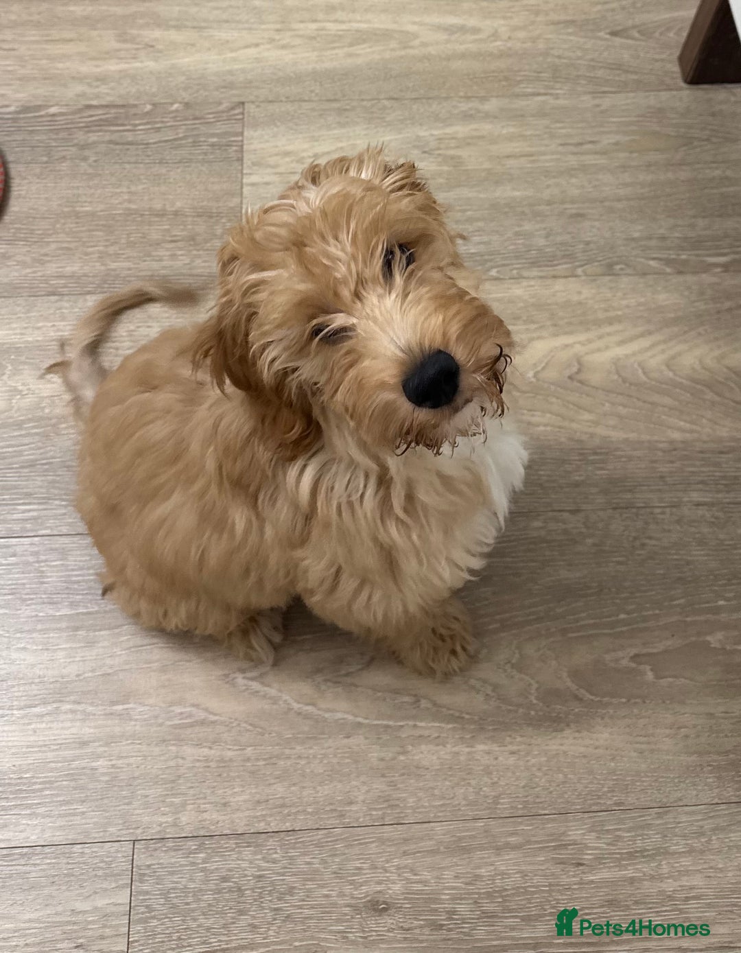 Irish Doodle dogs for sale: 4 Month Irish Doodle - Perfect Puppy - Image 4