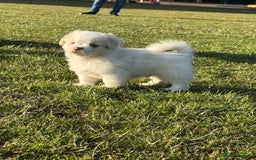 Mixed Breed dogs for sale: Shih Tzu-pomeranian - Image 5