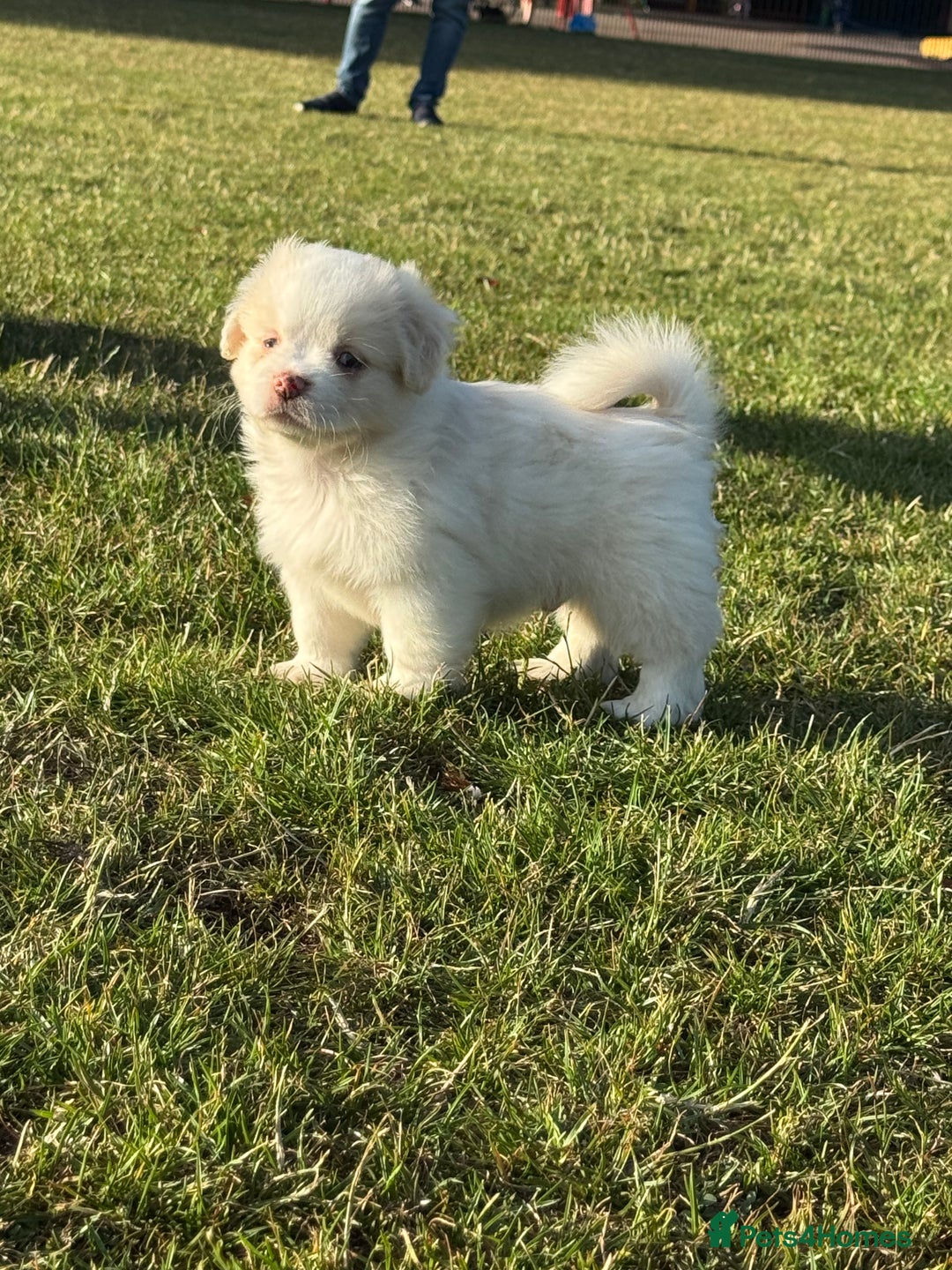 Mixed Breed dogs for sale: Shih Tzu-pomeranian - Image 5