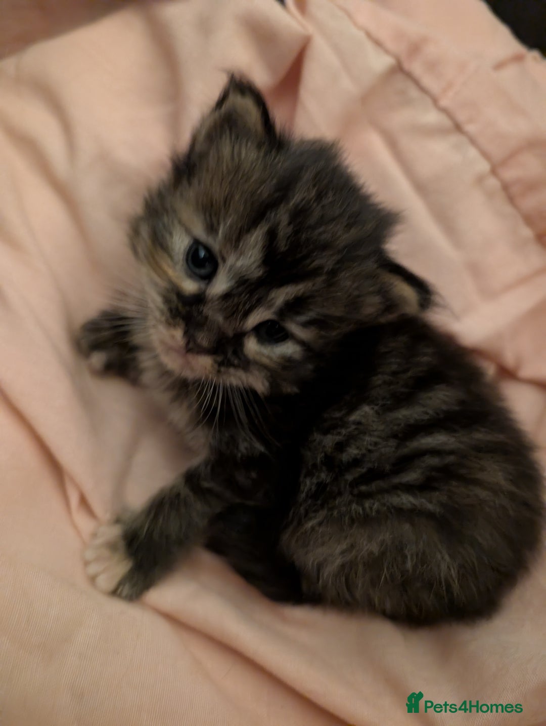 Maine Coon cats for sale: Full Maine coon kittens - Advert 1