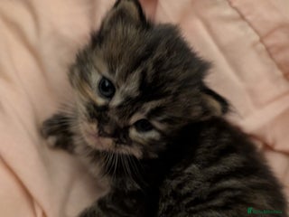 Maine Coon cats Full Maine coon kittens - Advert 2