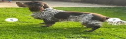 Cocker Spaniel dogs for sale: KC registered Show cocker spaniel  in King's Lynn - Advert 28