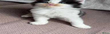 Mochi