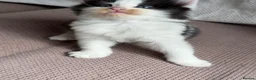 Mixed Breed cats for sale: 7 very fluffy Mainecoon mix breed kittens  - Advert 11