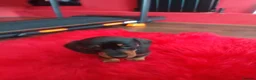 Dachshund dogs for sale:   Dachshund girl puppy looking for new family.🐶 - Advert 5