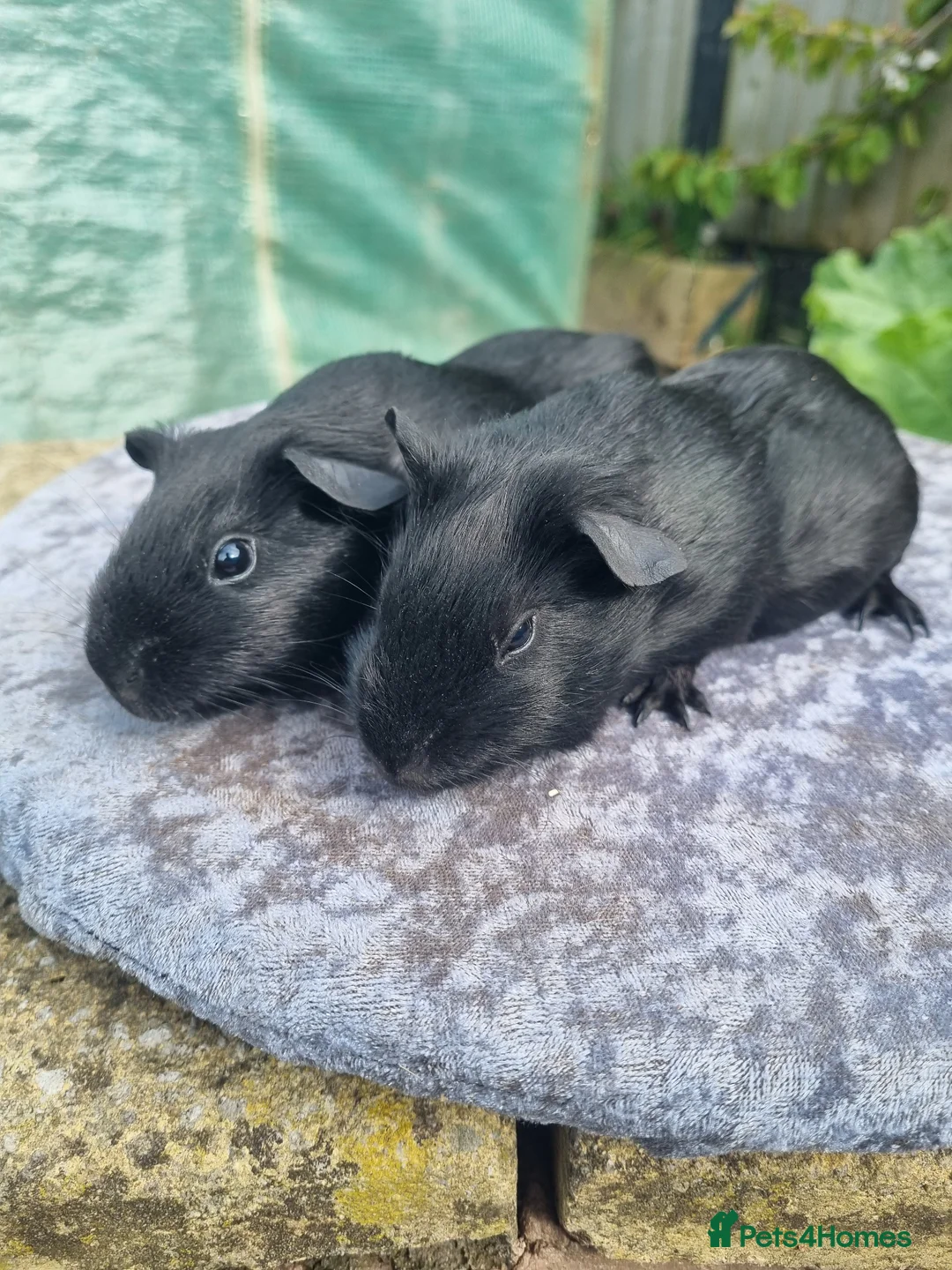 Guinea Pig rodents for sale: Two pairs of male guinea pigs  - Advert 14