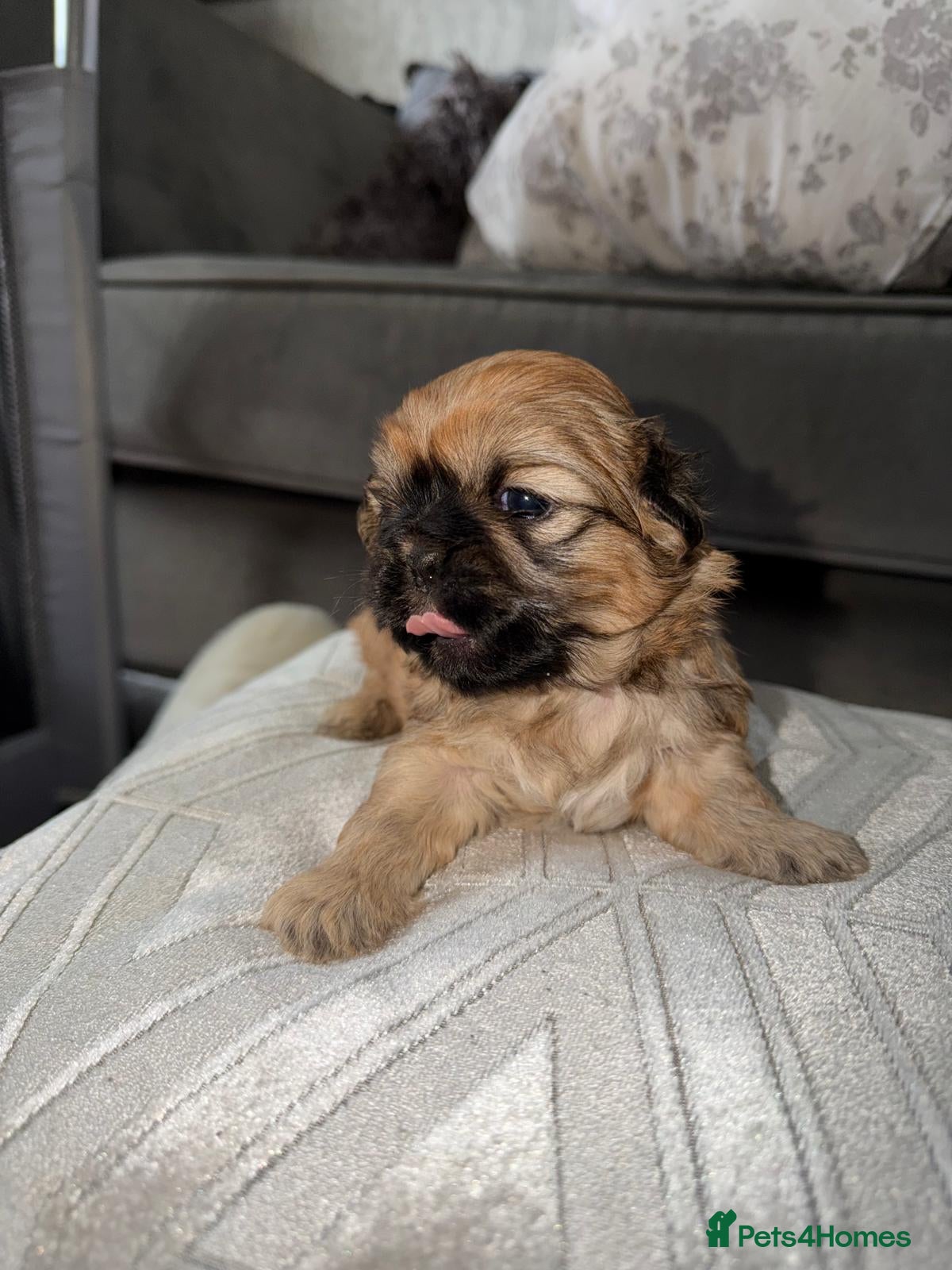 Shih Tzu dogs ALL TRAINED, DONT MISS OUT ! Gorgeous Shih Tzu's  - Advert 13