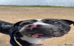 Bullmastiff dogs for sale: Bullmastiff cross staffy - Image 2