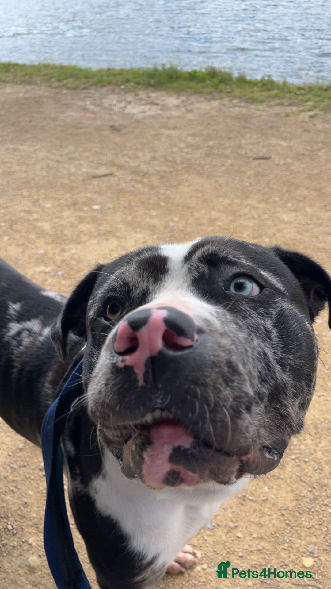 Bullmastiff dogs for sale: Bullmastiff cross staffy - Image 2