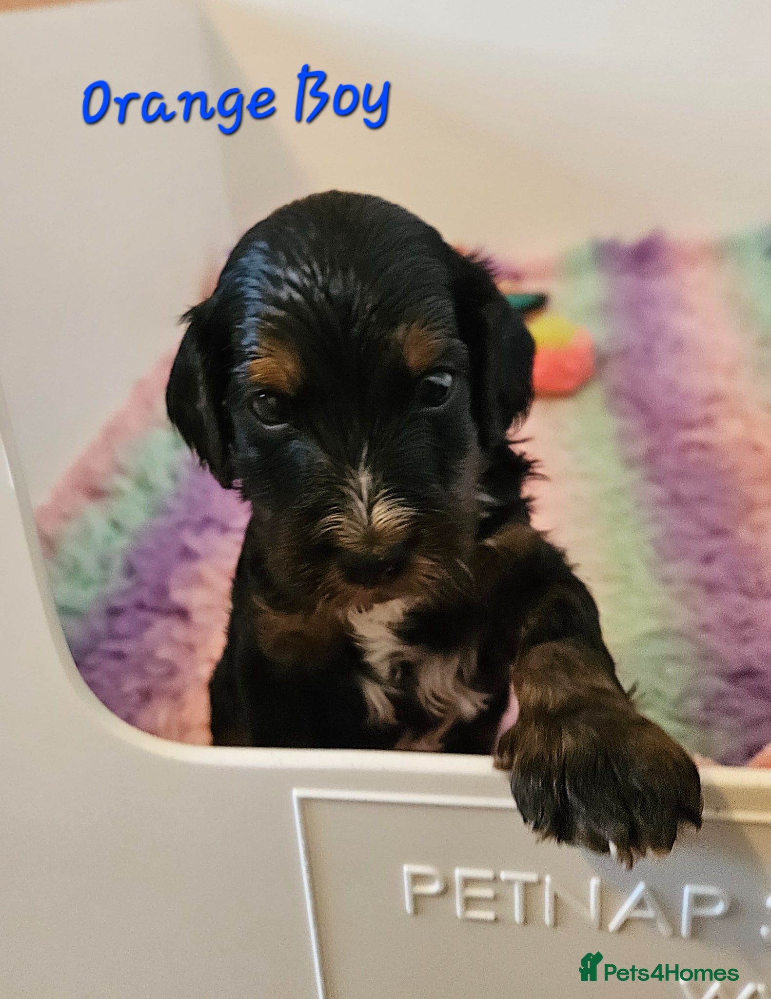 Cockapoo dogs Licensed insured breeder! Show-type cockapoo boys - Advert 2