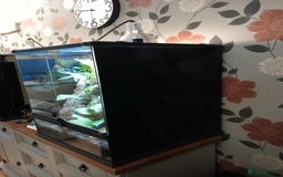 Gecko reptiles for sale: 2 x Female Tokay geckos and individual set ups - Image 11