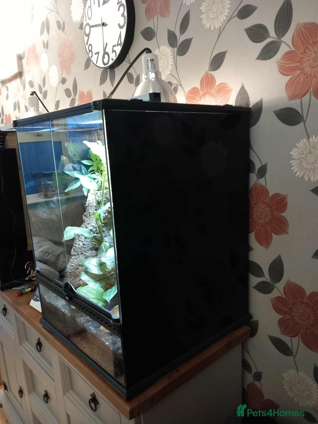 Gecko reptiles for sale: 2 x Female Tokay geckos and individual set ups - Image 11