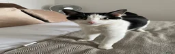 Mixed Breed cats for sale: 10yr old tuxedo cat - Advert 3