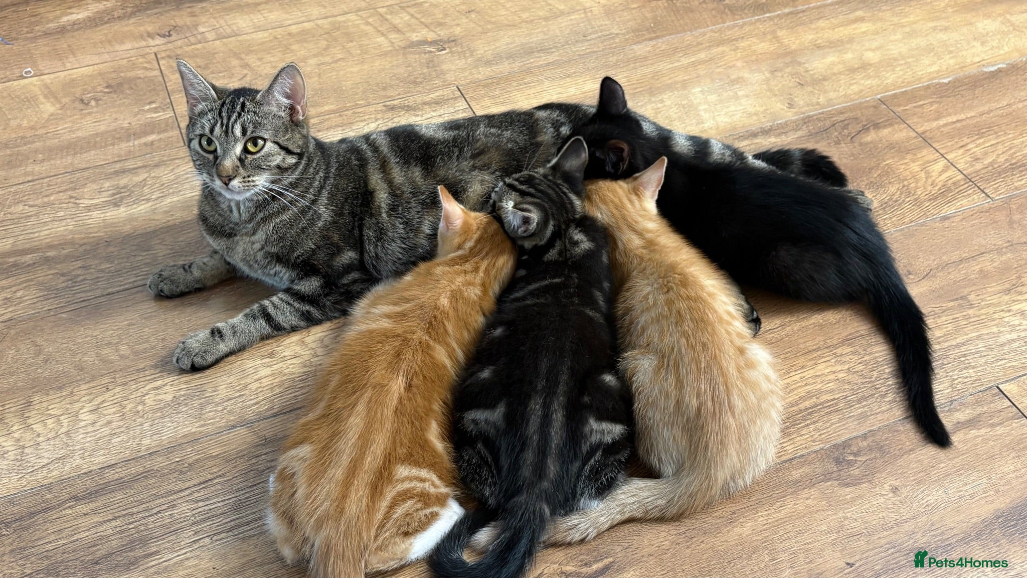 Mixed Breed cats Gorgeous Domestic Shorthair Cross Kittens - Advert 1