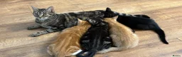 Mixed Breed cats for sale: Gorgeous Domestic Shorthair Cross Kittens - Advert 1