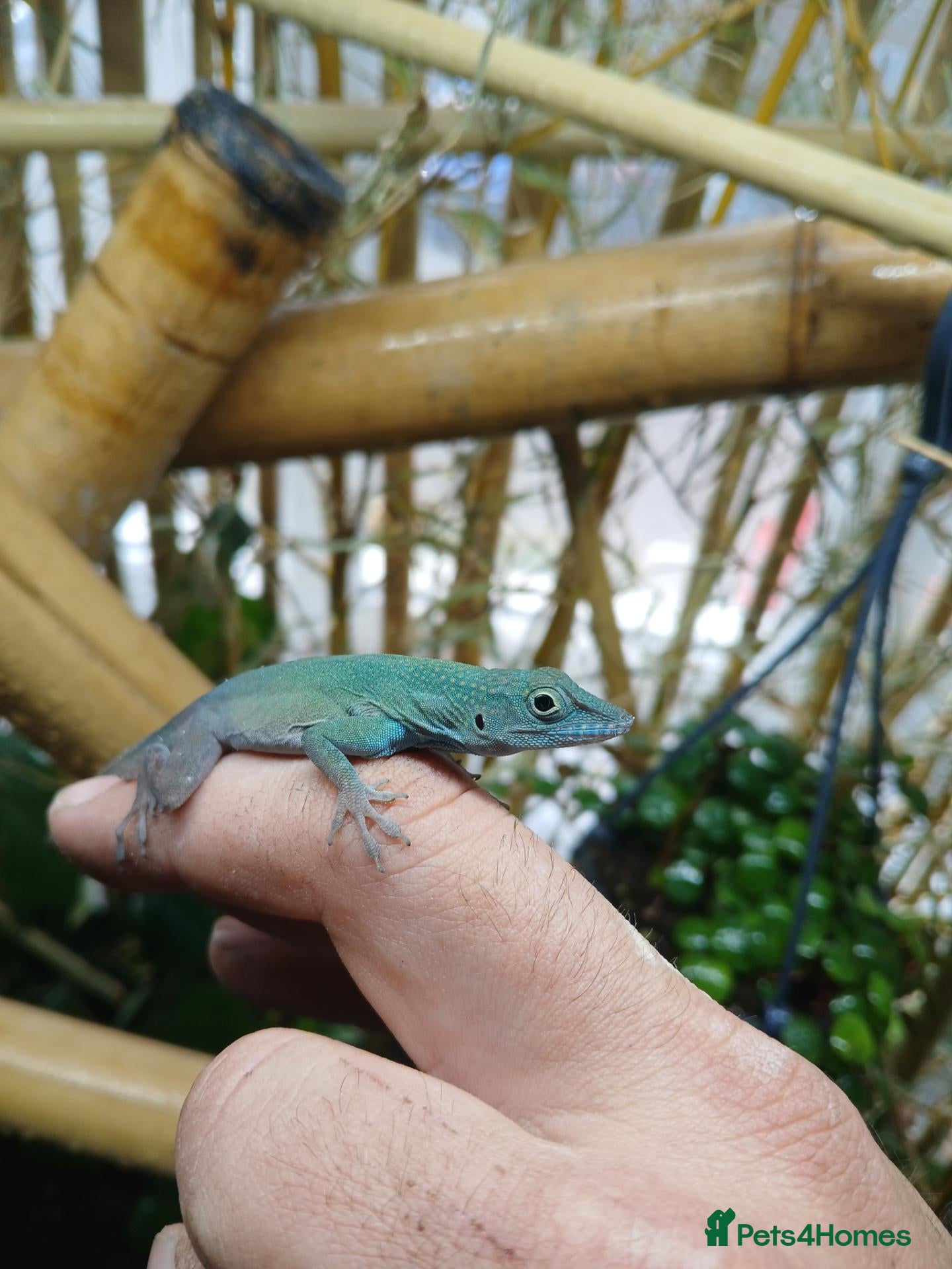 Anole reptiles Jamaican Turquoise Anole (anolis grahami) - Advert 2