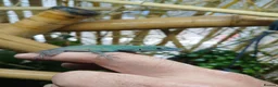 Anole reptiles for sale: Jamaican Turquoise Anole (anolis grahami) in Maidstone - Advert 2