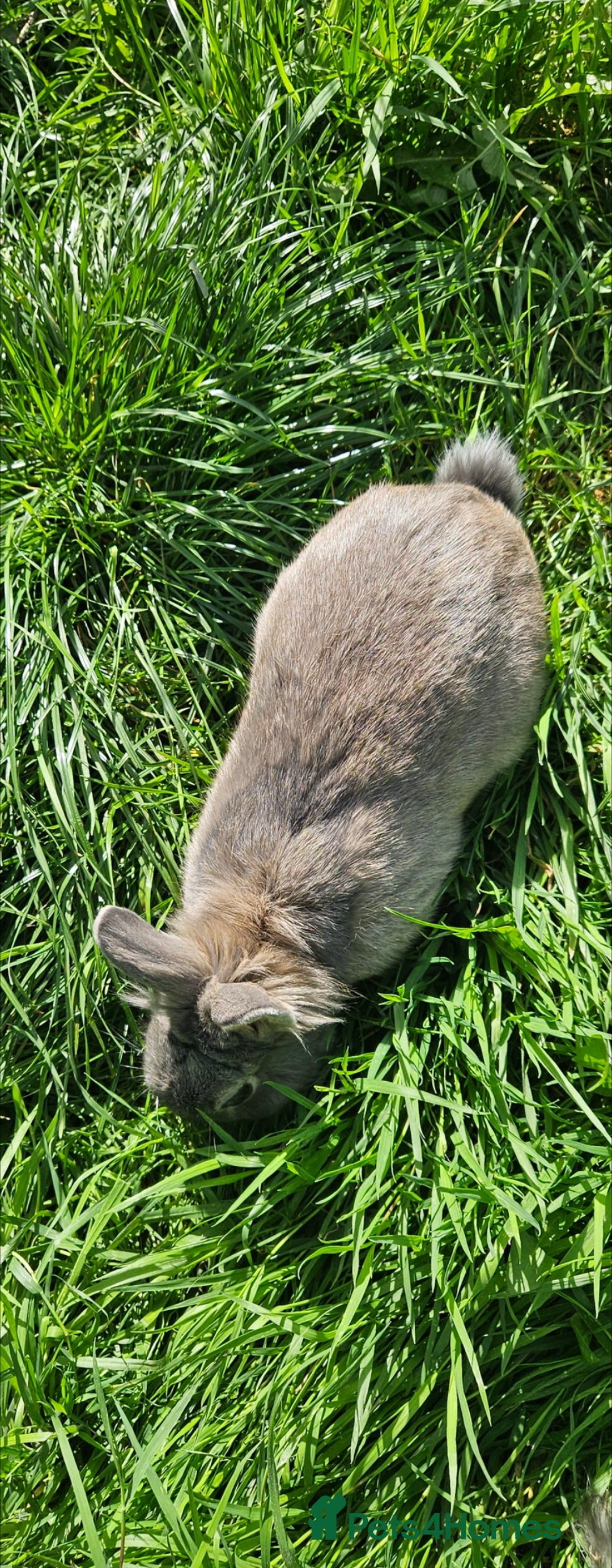 Netherland Dwarf rabbits for sale: 💫💫💫 Netherland dwarfs 💫💫💫 - Image 6