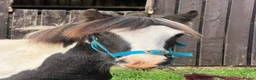 Irish Cob horses for sale: Boblet the super coblet  - Advert 2