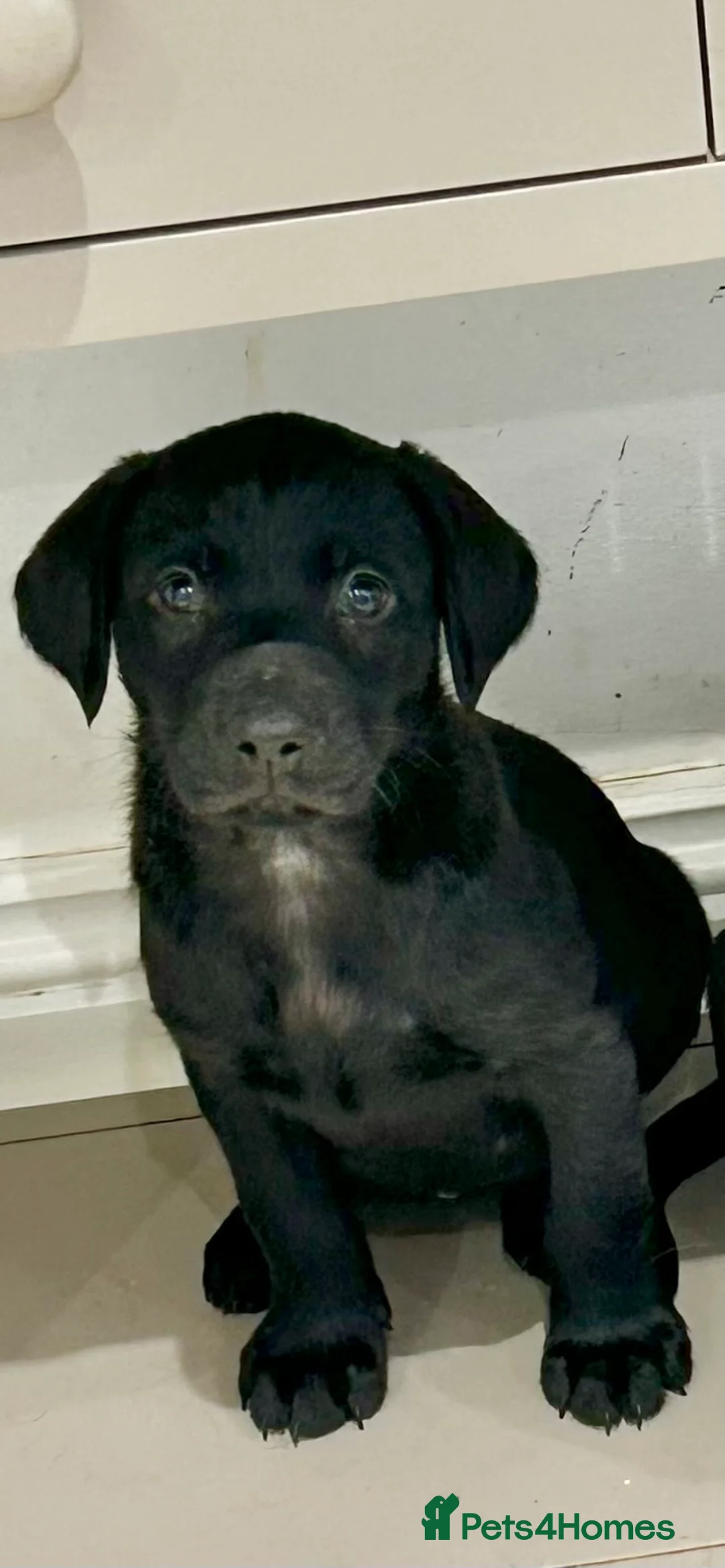 Labrador Retriever dogs for sale: Working Labrador Puppies - Advert 2