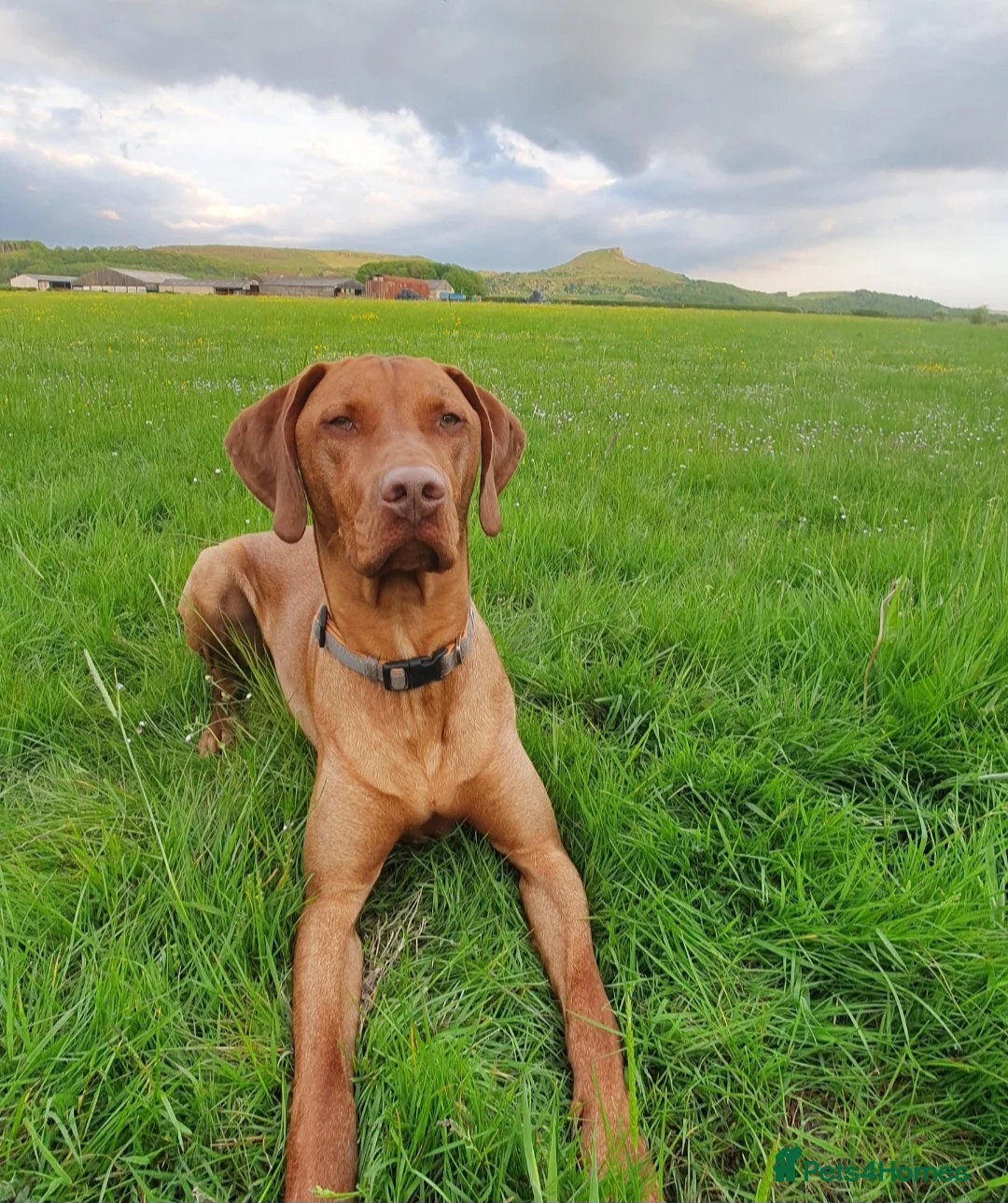 Hungarian Vizsla dogs for stud: Rummy the Vizsla- Available for Stud FREE!! in Middlesbrough - Advert 14