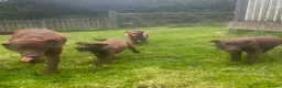 Mixed Breed dogs for sale: Chunky Chocolate Labrador Cross Sheepdog pups in Lampeter - Advert 1