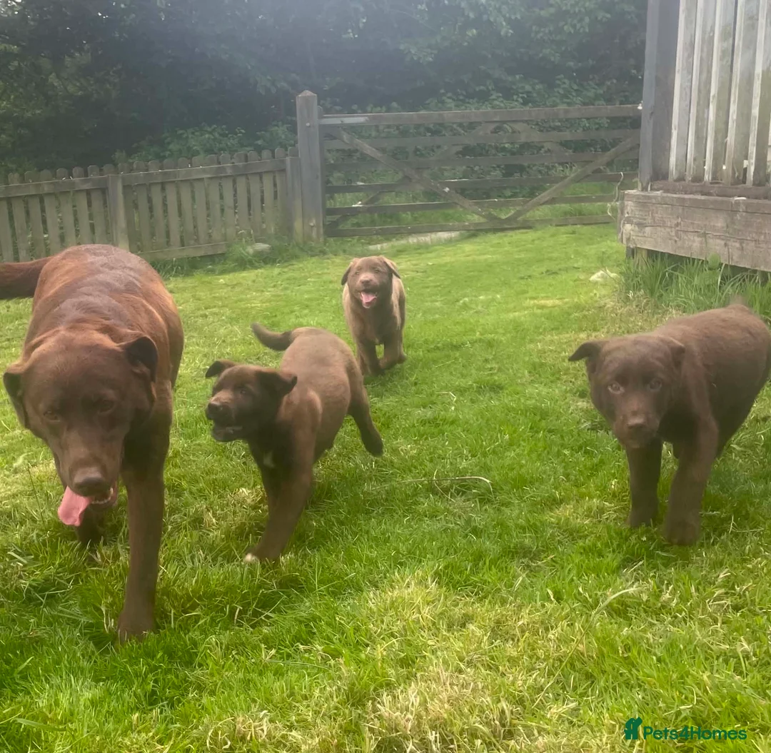 Mixed Breed dogs for sale: Chunky Chocolate Labrador Cross Sheepdog pups in Lampeter - Advert 1