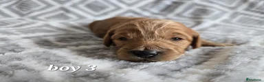 Cockapoo Puppy 5