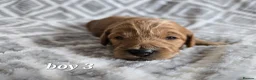 Cockapoo dogs for sale: Beautiful litter of F1b Cockapoo pups in Doncaster - Advert 19