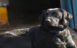 Labrador Retriever dogs for sale: KC Reg labrador puppies - Image 10