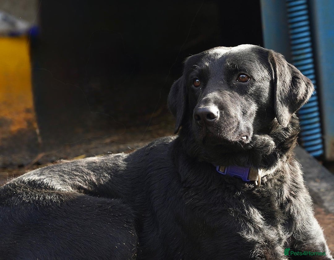 Labrador Retriever dogs for sale: KC Reg labrador puppies - Image 10