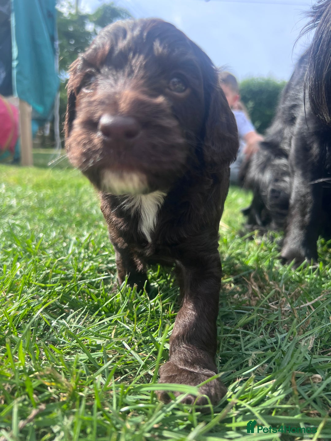 Cockapoo dogs for sale: Stunning F2 miniature cockapoo puppies  - Image 18