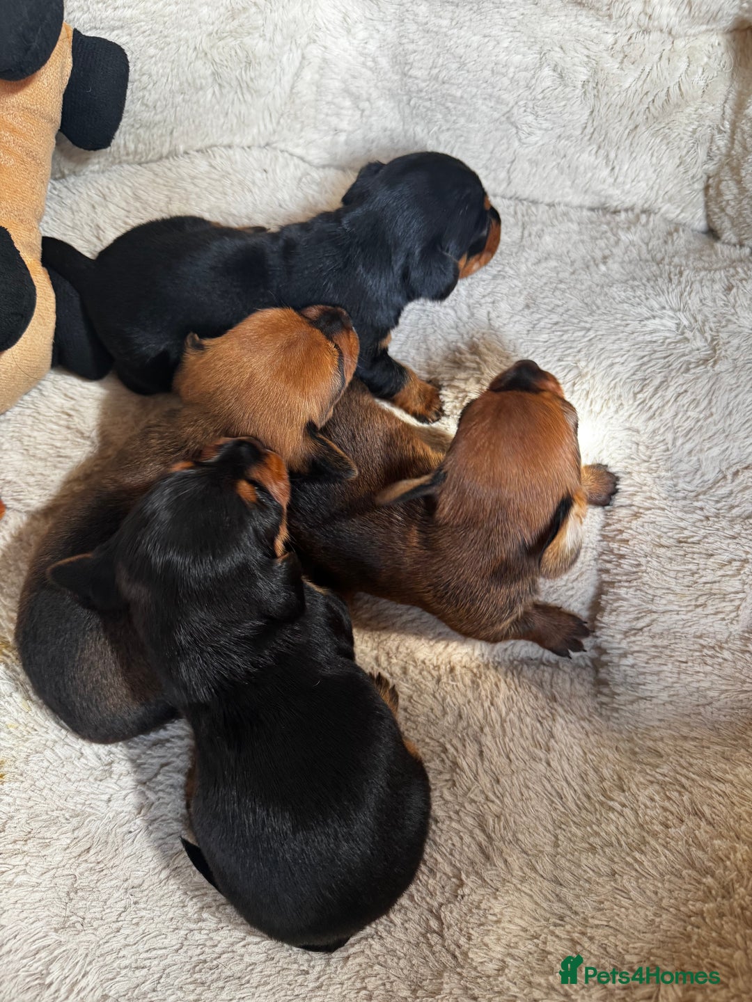 Miniature Dachshund dogs for sale: Miniature dachshunds - Image 12