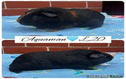 Guinea Pig rodents for sale: Guinea pig boars  - Image 7