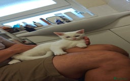 Mixed Breed cats for sale: Ready for new family  - Image 16