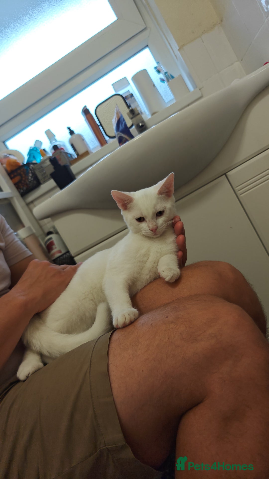 Mixed Breed cats for sale: Ready for new family  - Image 16